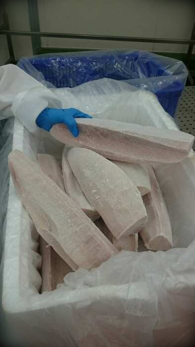 Frozen albacore tuna loins