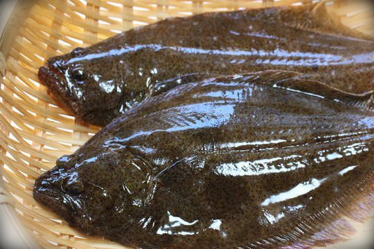 Hirame