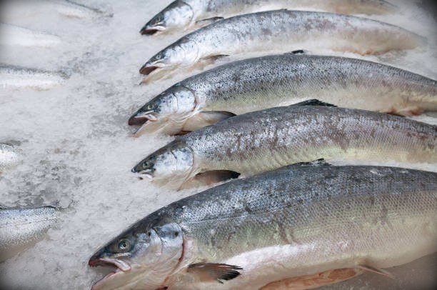 Salmon