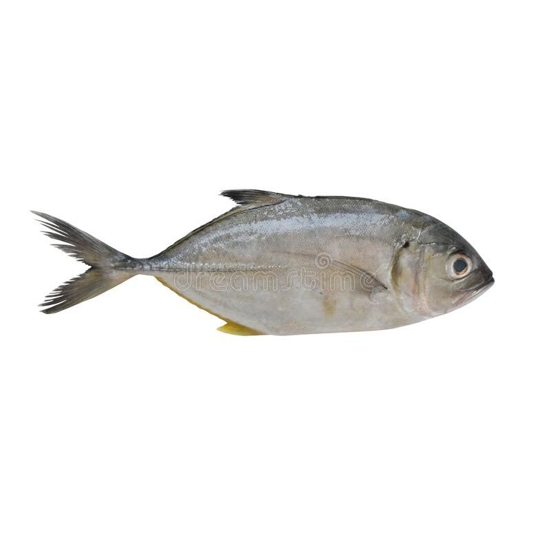 Shima Aji