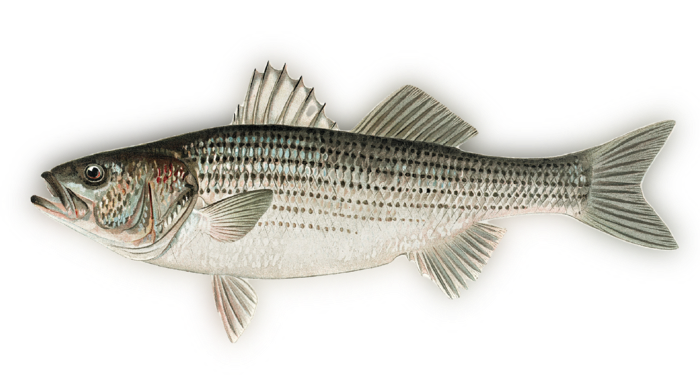 Striped Bass