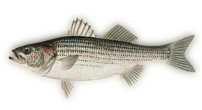Striped Bass